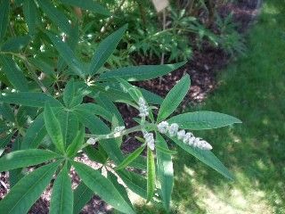 Agnus Castus or Chasteberry can help with PMS