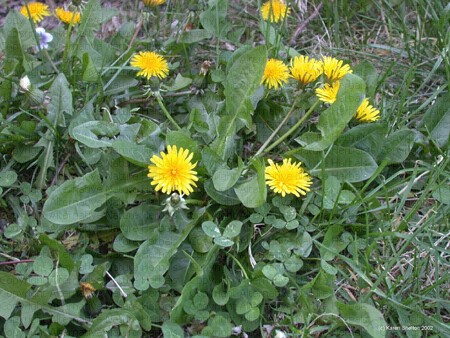dandelion should be avoided by people with gallstones
