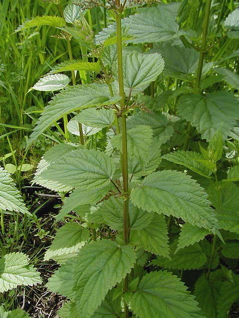 Nettle leaf has traditional uses to help with arthritis and rheumatism