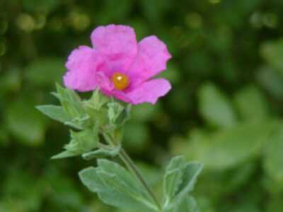 Rock rose bach flower can help deal with intense fear