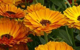 marigold herbal remedy