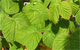 raspberry leaf herbal remedy