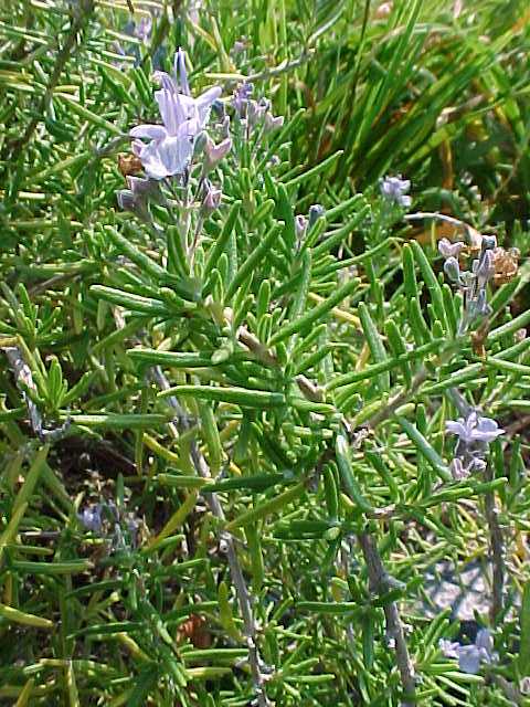 Rosemary is a natural remedy for liver detoxification
