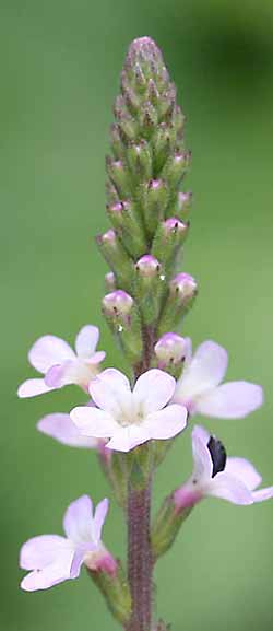 vervain can help with tension and stress