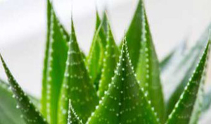 Aloe vera herbal remedy