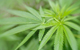 cannabis herbal remedy
