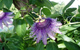 passion flower herbal remedy